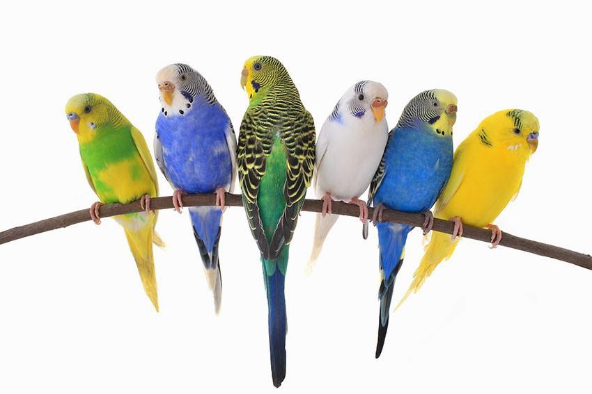 Некоторые подробности о жизни волнистых попугаев